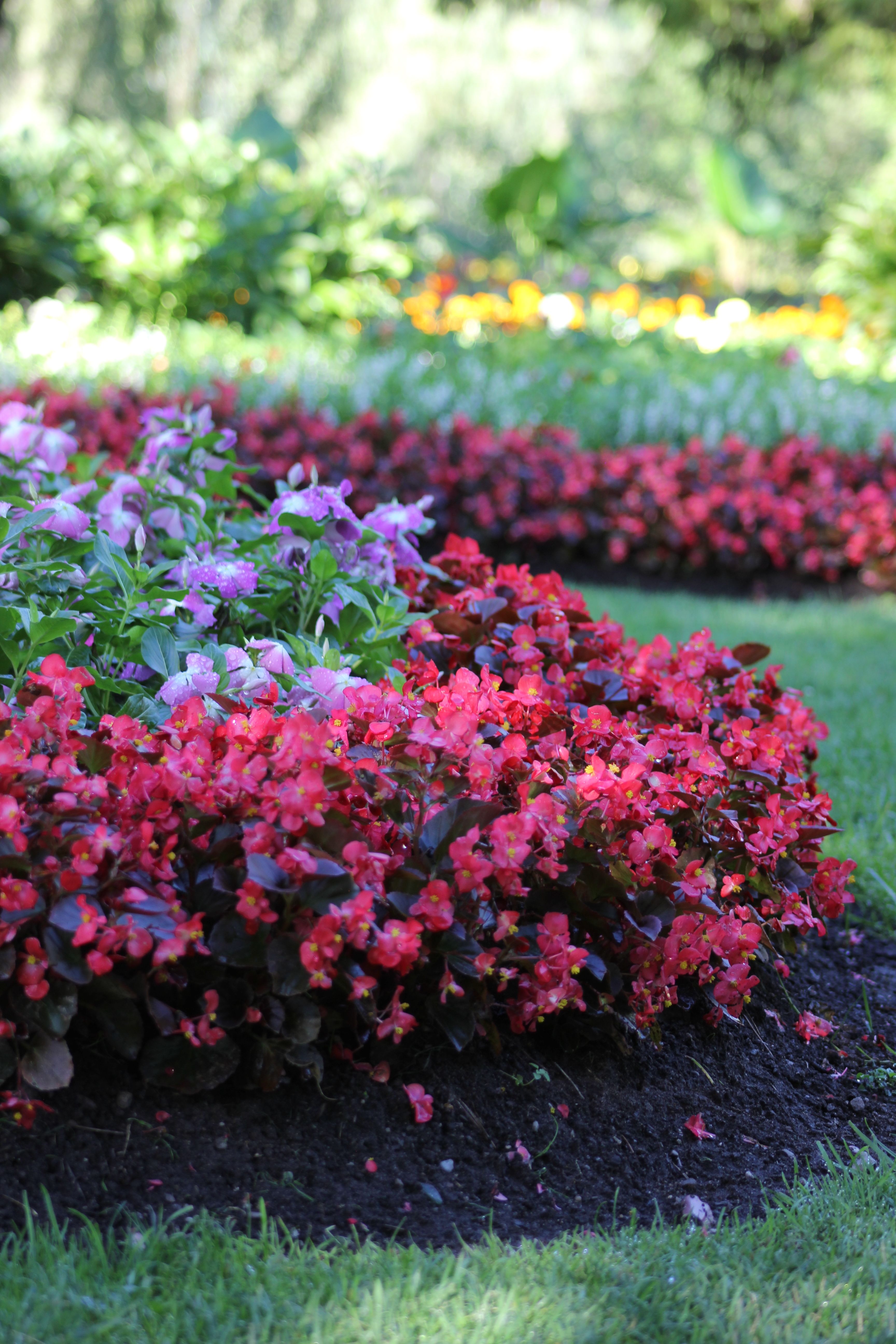 Garden bed with colourful flowering shrubs, rich mulch and a small strip of lawn