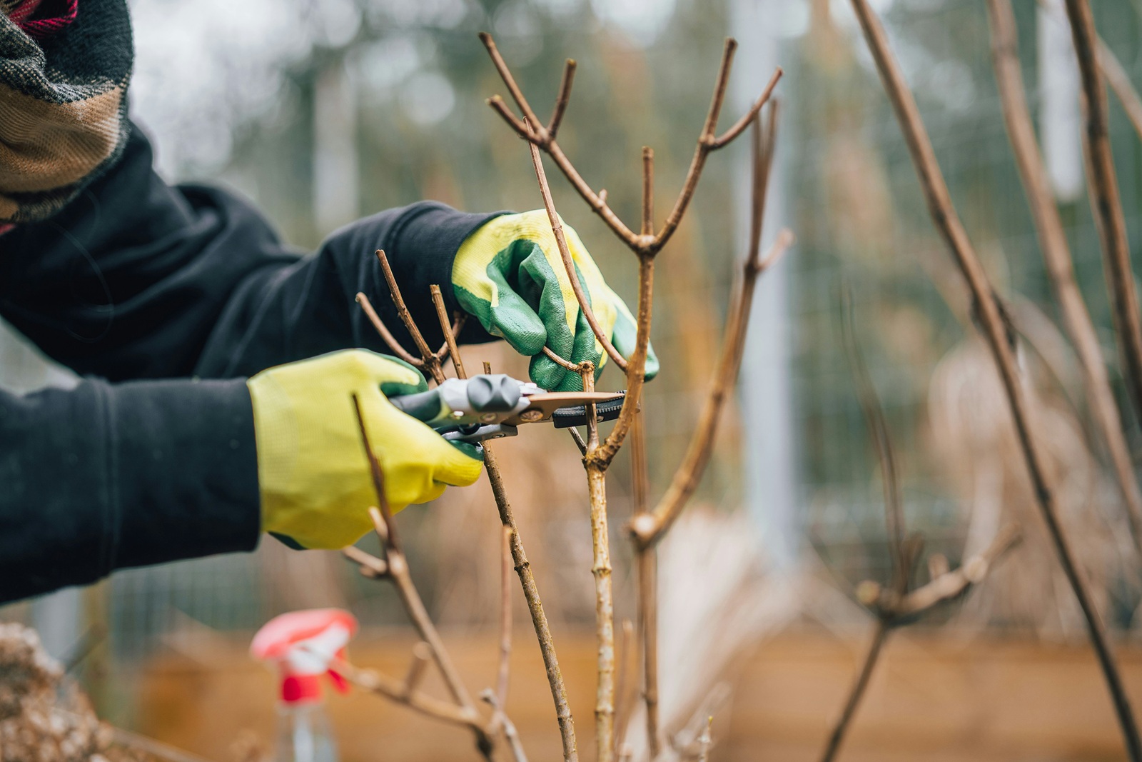 Gardener trimming a hedge with pruning shears