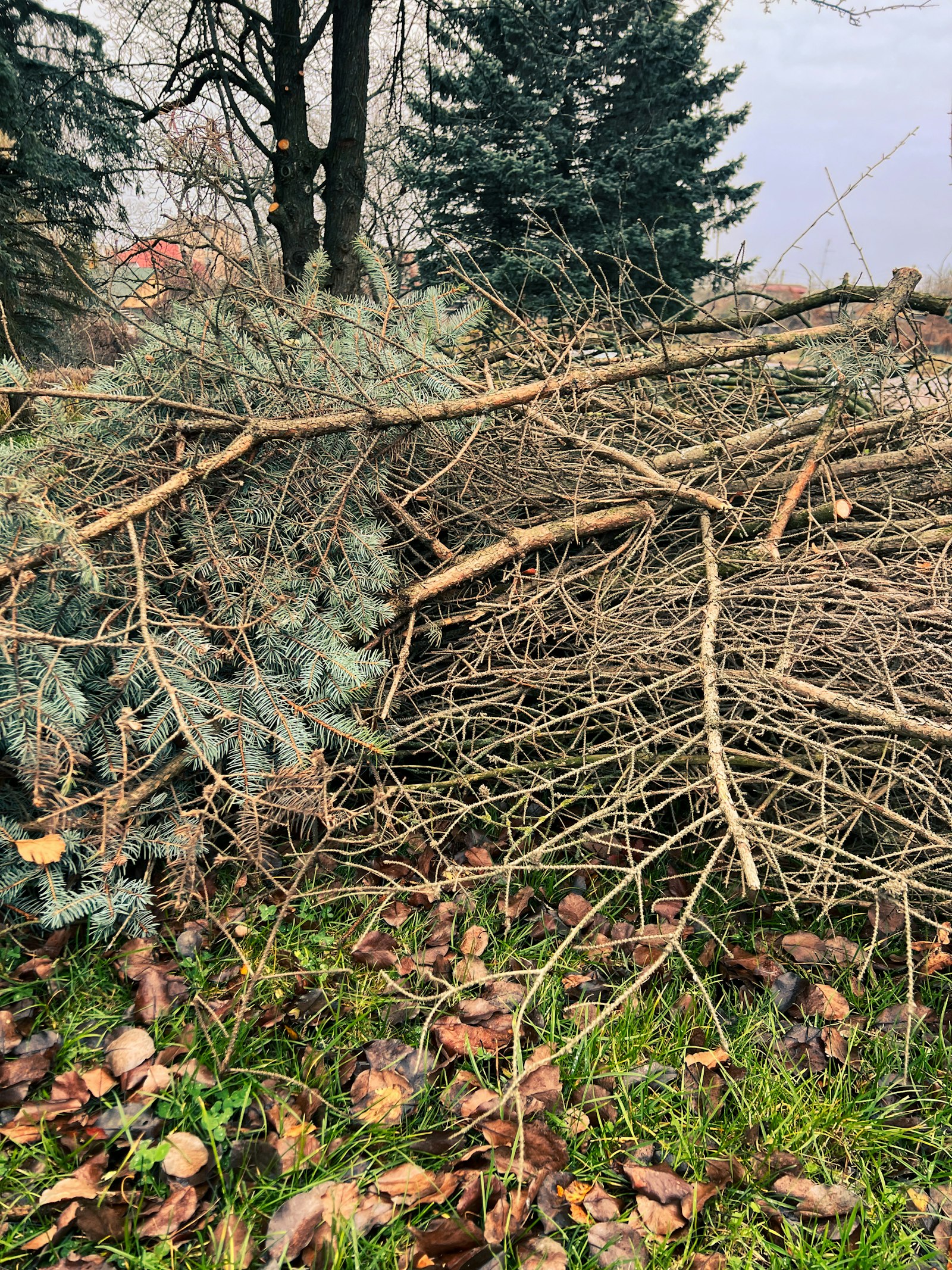 Cleared pile of branches and green waste from a yard cleanup